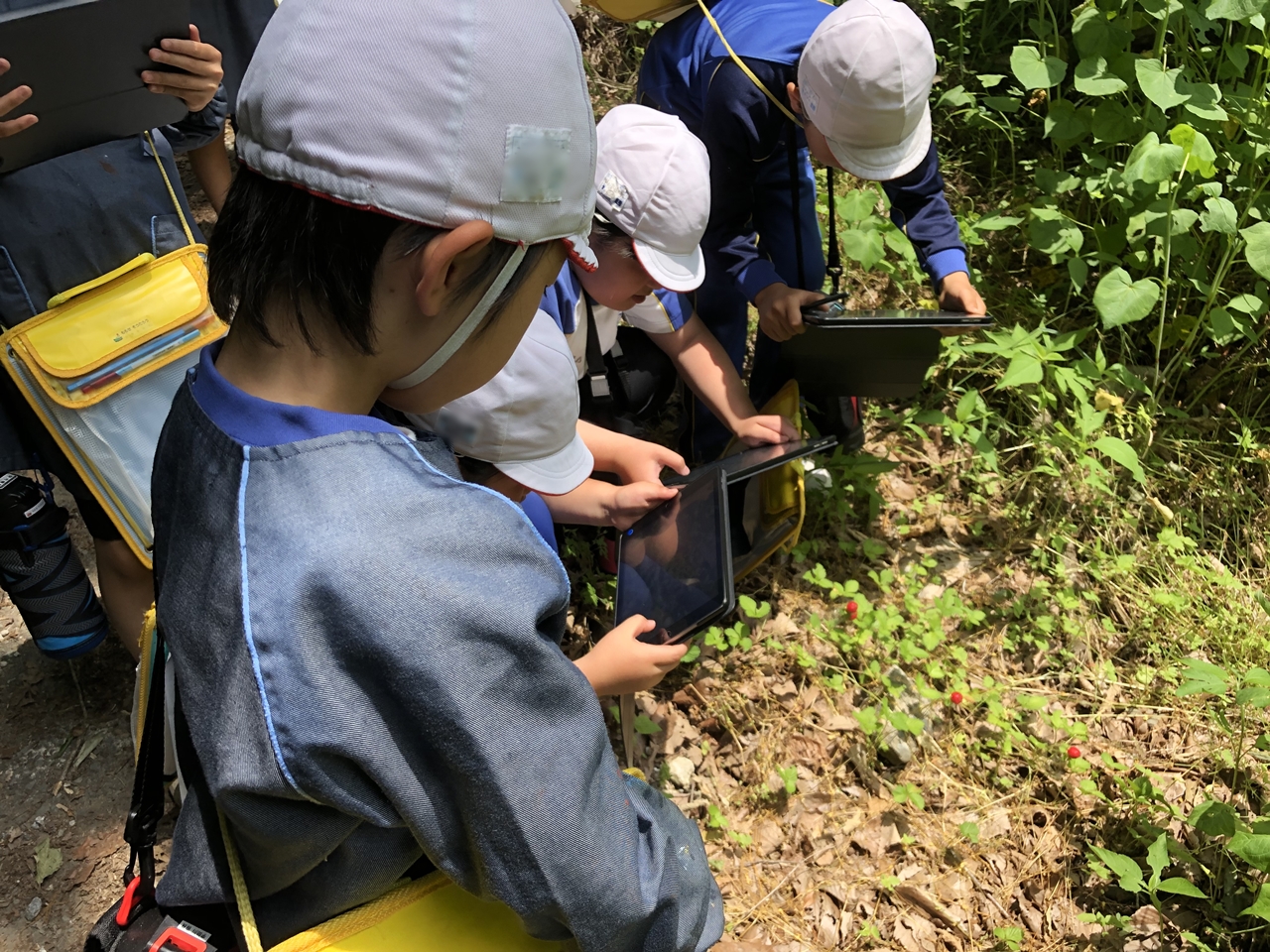 ゆたか「菅生に生息する動植物を調べよう」×国語「比べて書こう」