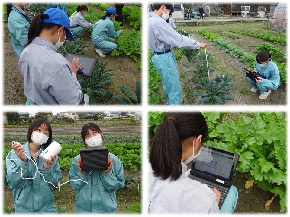 秋野菜の生育管理も一人一台端末にお任せ