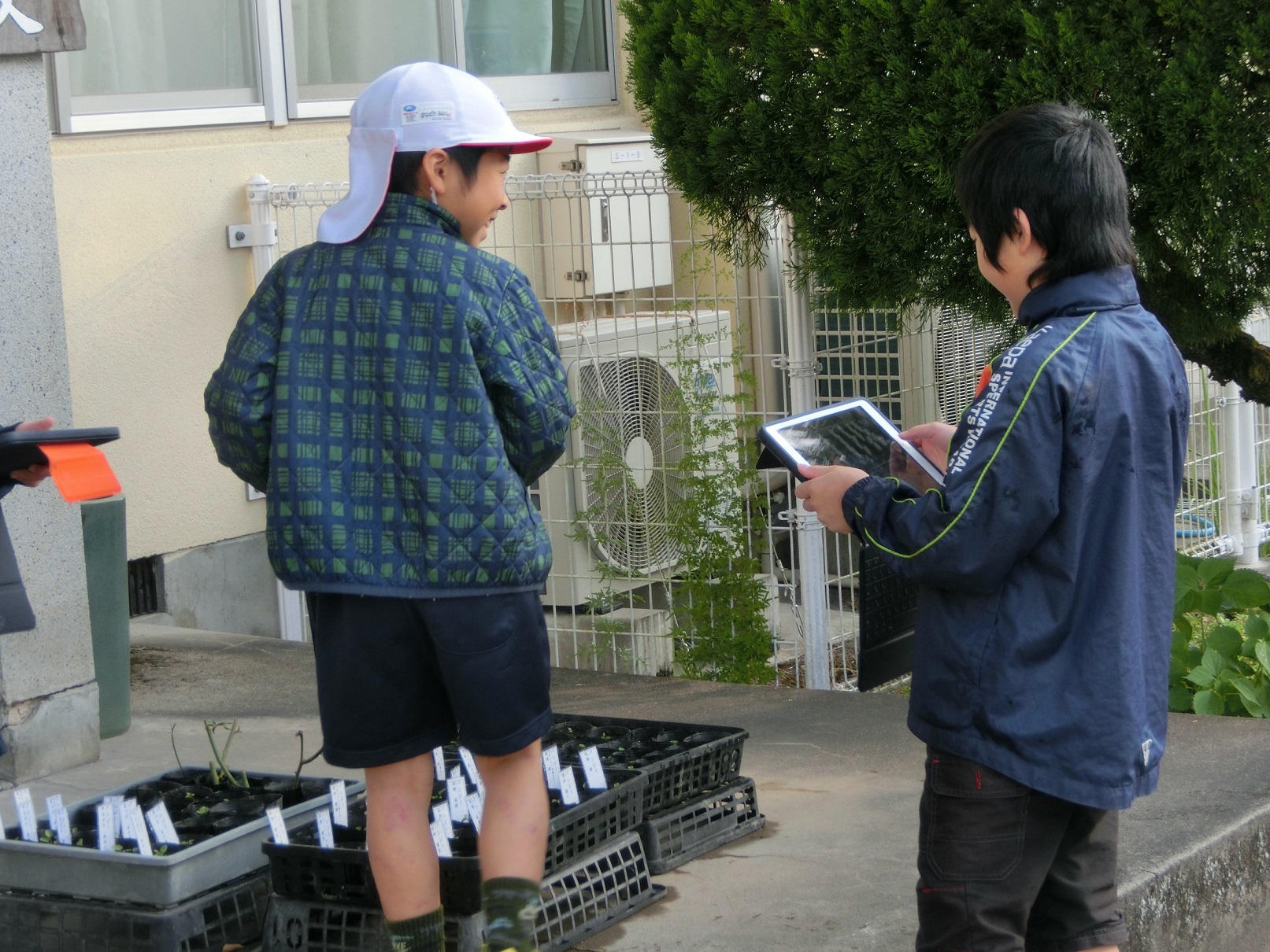 写真：タブレットを使い植物の成長を観察してます。
