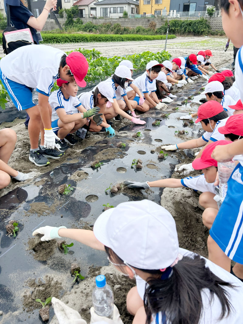 写真:小松菜を植えました