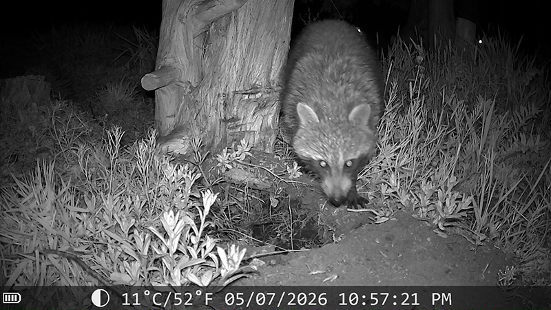 写真：ICT機器を駆使して生産圃場の「野生動物を可視化する」